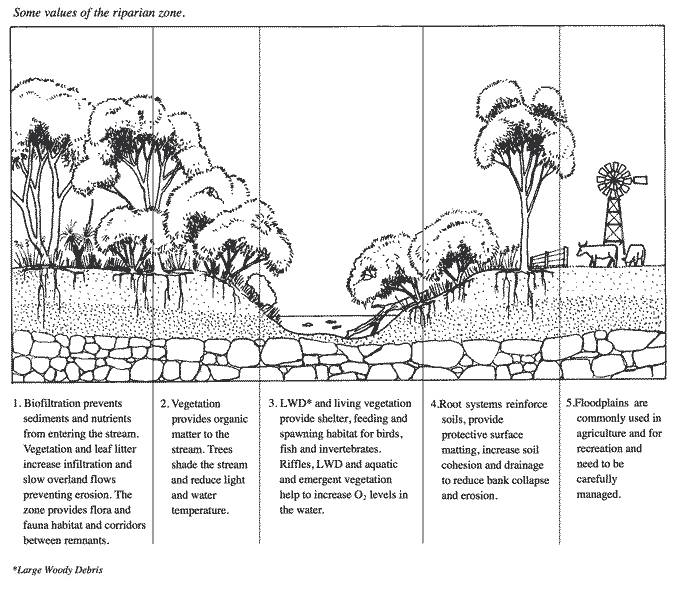 Riparian Diagram