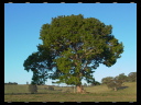 Maleny Community Precinct 33