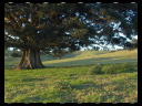 Maleny Community Precinct 34